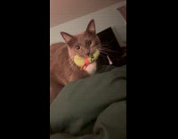 Collab Clips mpugc - Cat carrying pickle plush toy