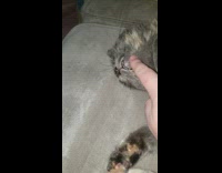 Grey Cat Sleeps Deeply Even When Owner Plays with Mouth 