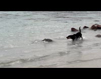 Dog barks at monitor lizard at beach