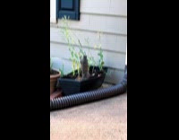 Squirrel playing with potted plant