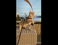 Bengal cat plays and chases a feather 