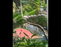 Collab IITW - Woman tiktok dance near the terrace pond