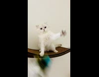 Owner teases cat with feather duster