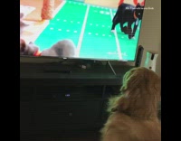 (3RD PARTY CONTENT) golden retriever watching tv looking at kittens