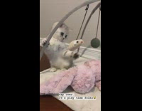 Grey white cat plays with mobile toy