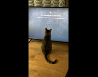 Cat amused with loading animation of television