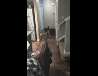 Collab Clips mpugc - Dog pulls vacuum plug off water turns it off