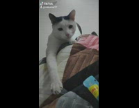 Black white cat tries to steal candy