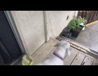 White dog first experience with rain porch