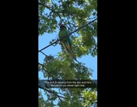 Missing parrot from zoo in tree 