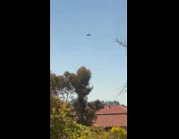 Crow defending tree from hawk flying by