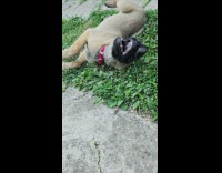 Dog reacts when asked what is up