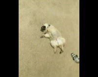 white dog with black spot on face asleep on back