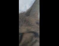 Pet cat face near the camera lens