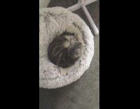 Grey cat snuggles into bed