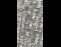 Filmer reacts to turkey at the park