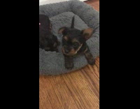 Tiny black puppy wags tail and barks at camera on blue bed