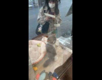 Girl watch kittens in the cat cafe