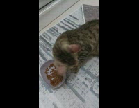 Collab BitchIG2 - Cat eating food out of cat bowl while owner smacks butt