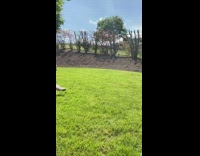 Dog blue polka dot bandana misses ball 