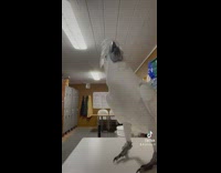 Lady and white bird dance 