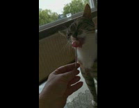 Pet cat licks and bites a candy lollipop