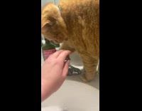 Orange cat tries to drink water from faucet turns it off 