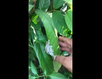 Small nest with eggs inside created between two leaves