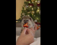Collab KaleSaladIG - Owner feeding a hedgehog a bell pepper in his hand 