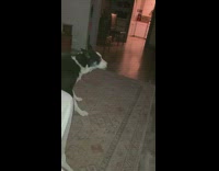 Pet dog woke up and leave from the YouTube Intro