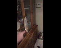 One eye cat getting IV laying down