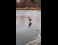 Collab BitchMP - Goose standing on top of water 