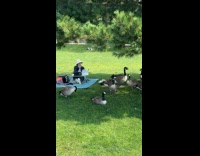 Woman sits at park surrounded by geese