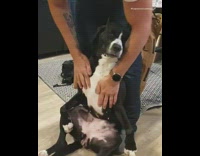 Collab Pets For All - Black and white dog belly rubs