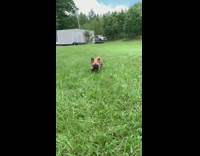 French bulldog puppy runs trips on face