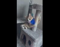 Cat on cat tree plays with blue feather 