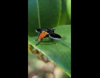 Bug with a yellow end and wings on the side crawls on the leaf