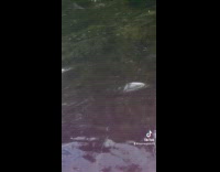 Collab VIBES - Woman scared freak out after seeing alligator