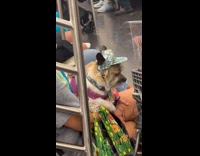 Collab winy - Dog with floral hat on the train