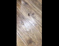 Girl with cockroach on leash crumbs