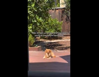 Dog chills at backyard under the sun