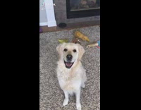 Brown dog recreates jake owen album cover 