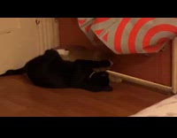 Two cats groom each other on floor