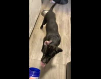 Black dog smells bottle of vaseline doesnt like it 