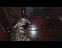 Green turtle looks at its mirror reflection 