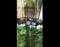 Brown white bulldog dog sleeps wood fence 