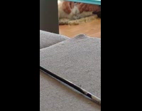 Cat getting head and face massage 