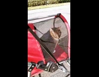 Brown cat goes on walk in a stroller 