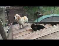 Pet dog cannot get pass pet cat on the stairs