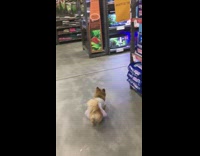 Brown Dog In Tutu and Walks Through Dog Food Store